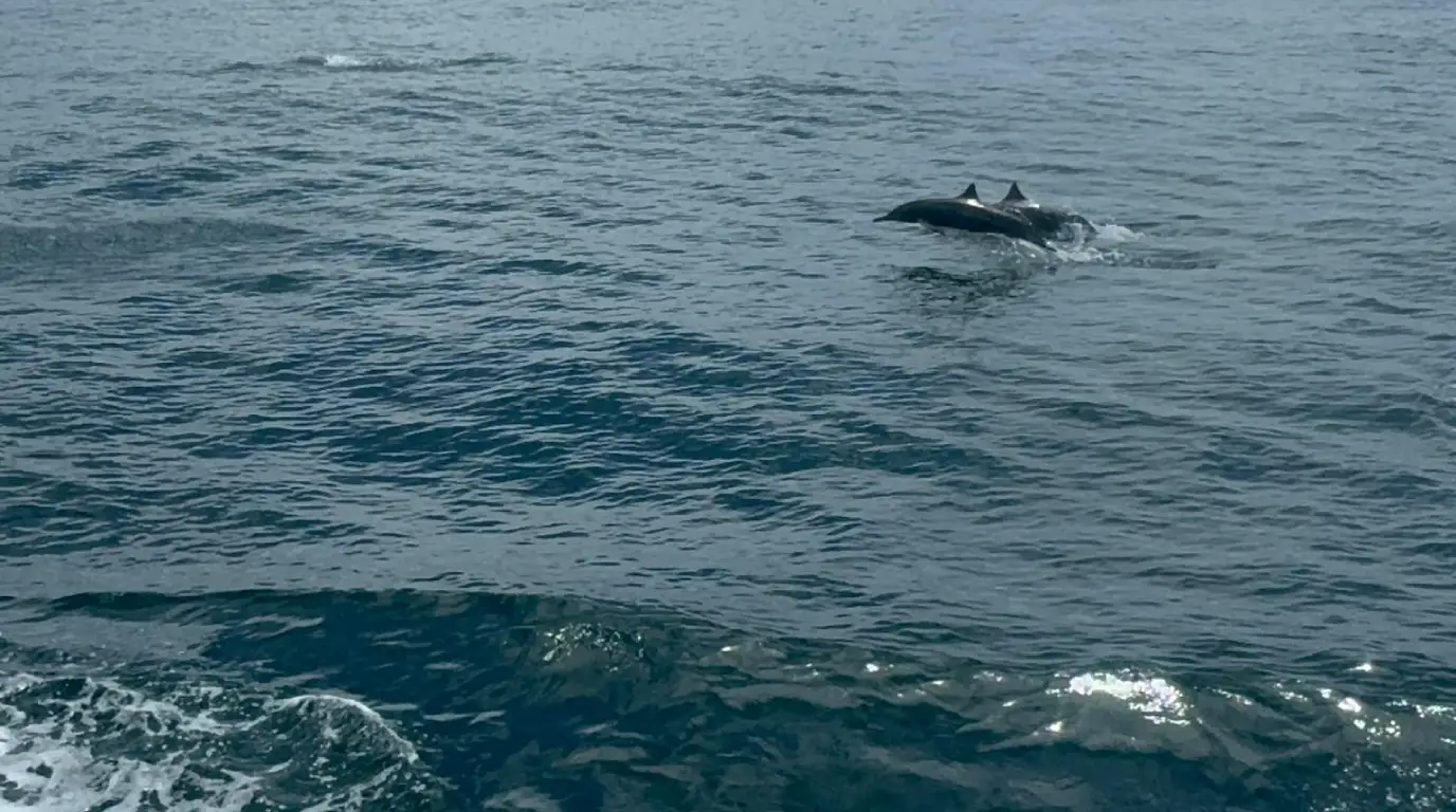 Tour Expedición Bahía Solano Ballenas y Tortugas en el Pacífico Colombiano Xperiencia ID 01